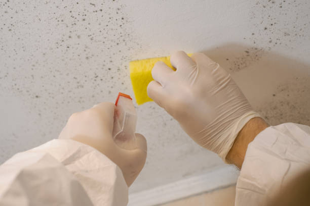 Best Post-Construction Mold Inspection  in Briar, TX