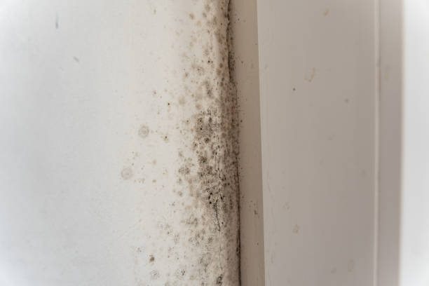 Reliable Briar, TX Mold Removal Solutions