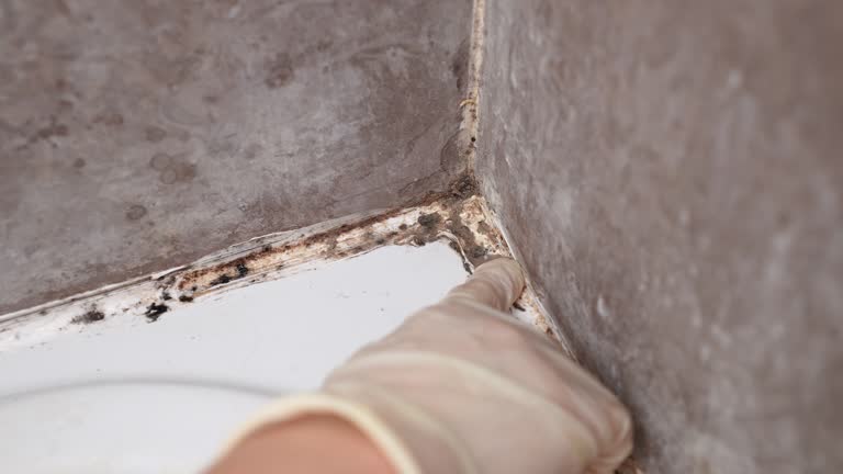 Mold Removal for HVAC Installations in Briar, TX